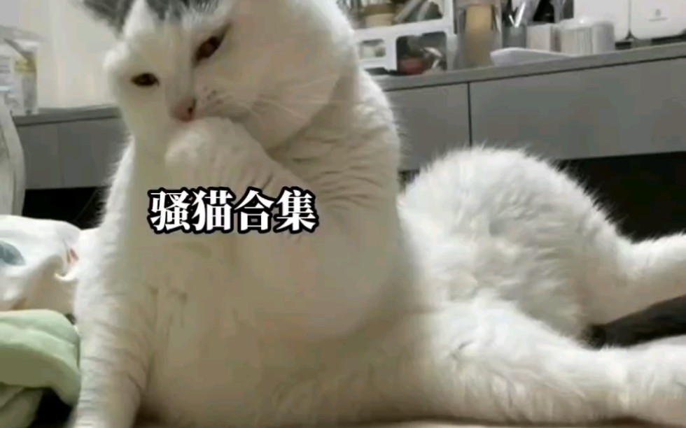 骚猫合集哔哩哔哩bilibili