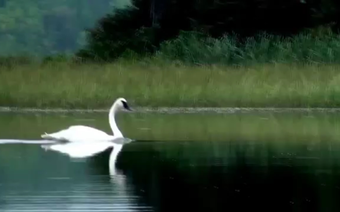 [图]天鹅起飞的过程