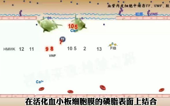 凝血瀑布生理性止血哔哩哔哩bilibili