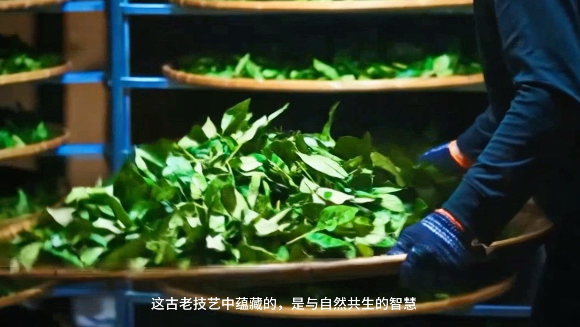 《古法制茶，茗续非遗》