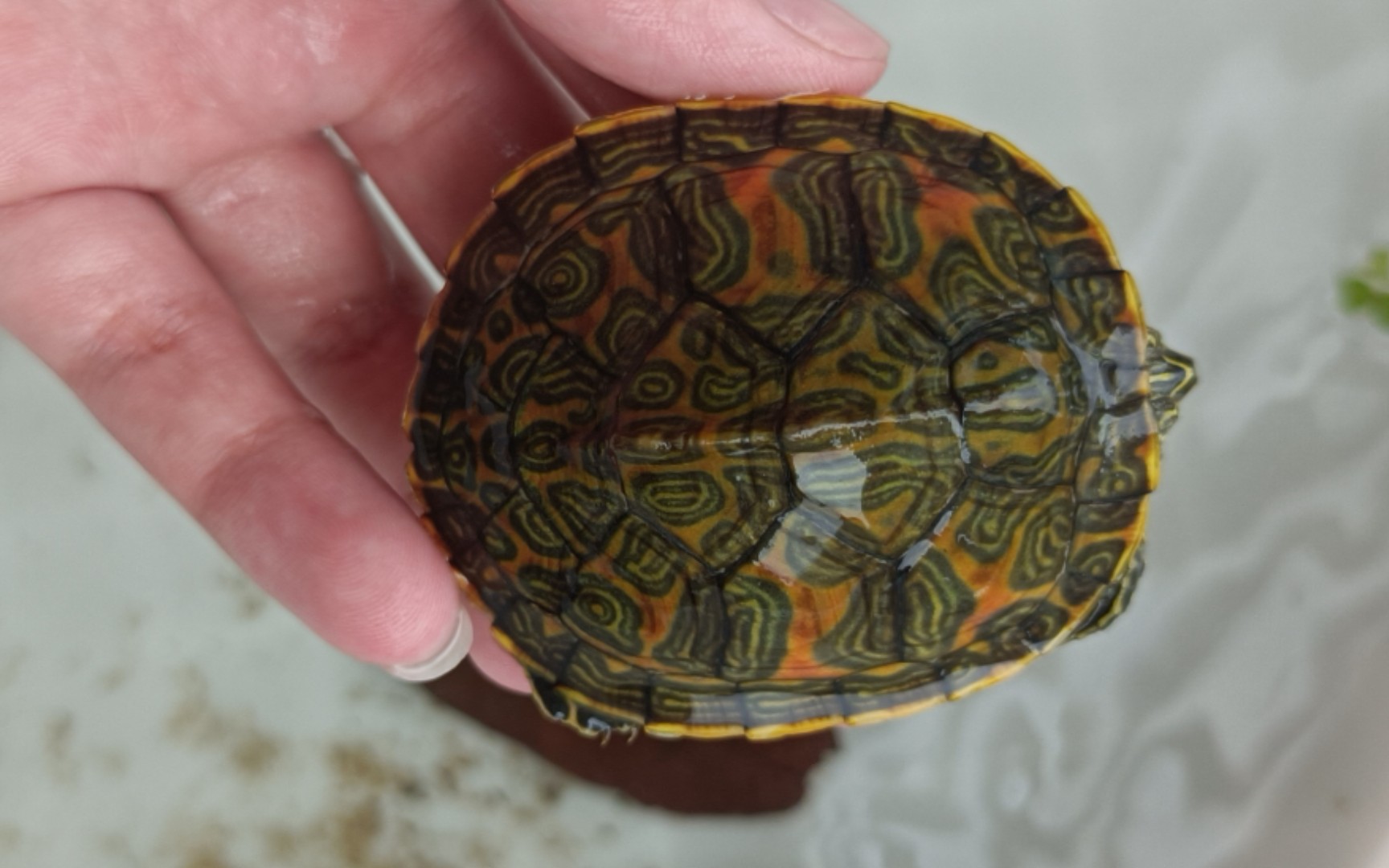 开箱一只小火焰龟