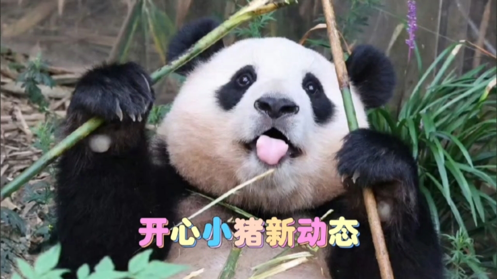 壁纸 大熊猫 动物 1024_576