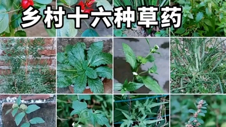 [图]认识中草药