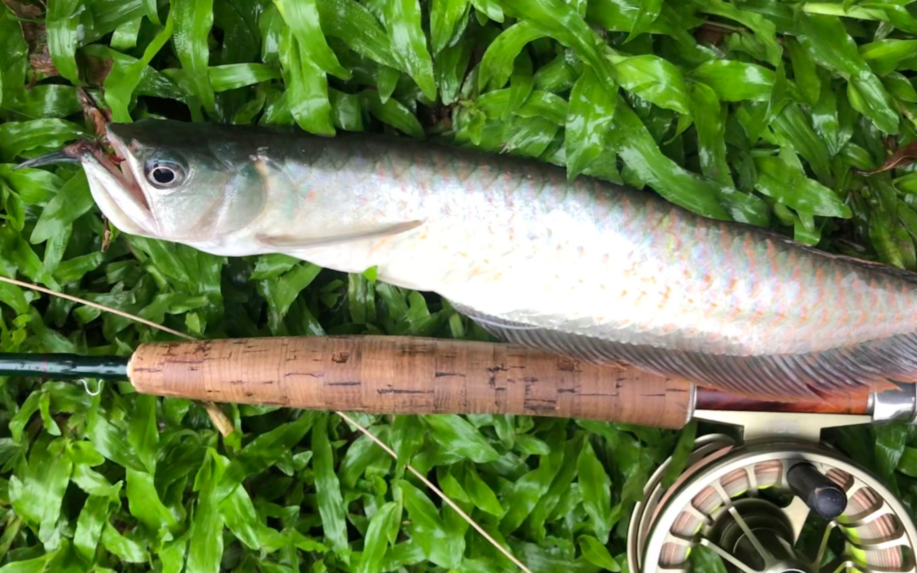 fly fishing 飞钓龙鱼 广州珠江河道