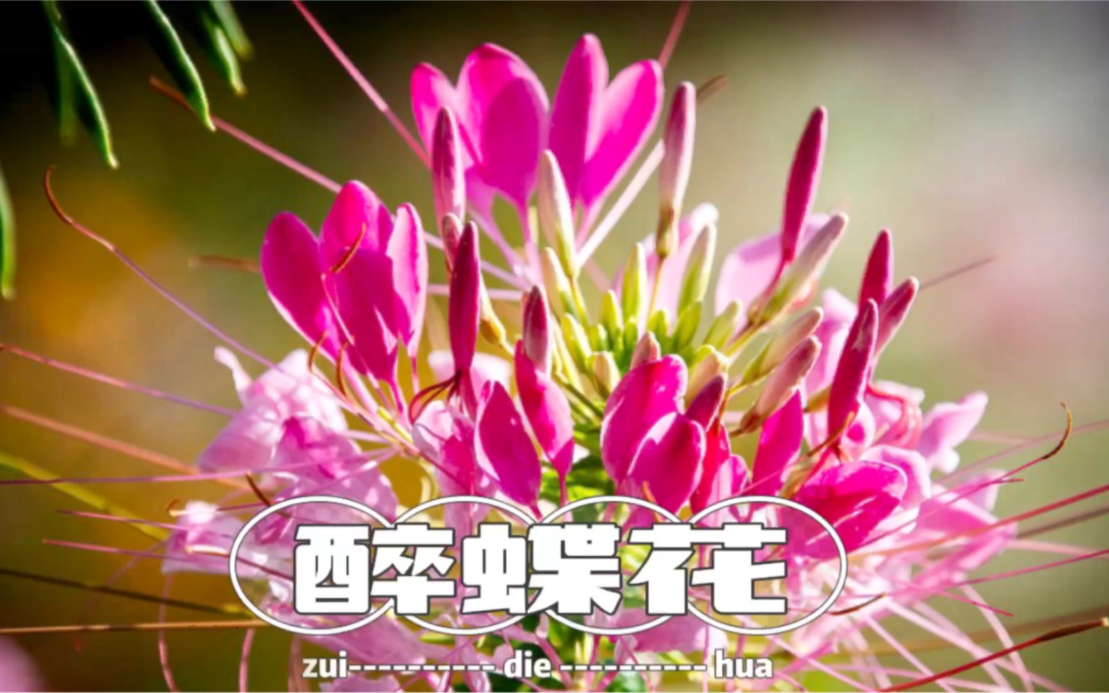 [图]七月会开的花花（5）：醉蝶花，花花世界里的蜘蛛侠