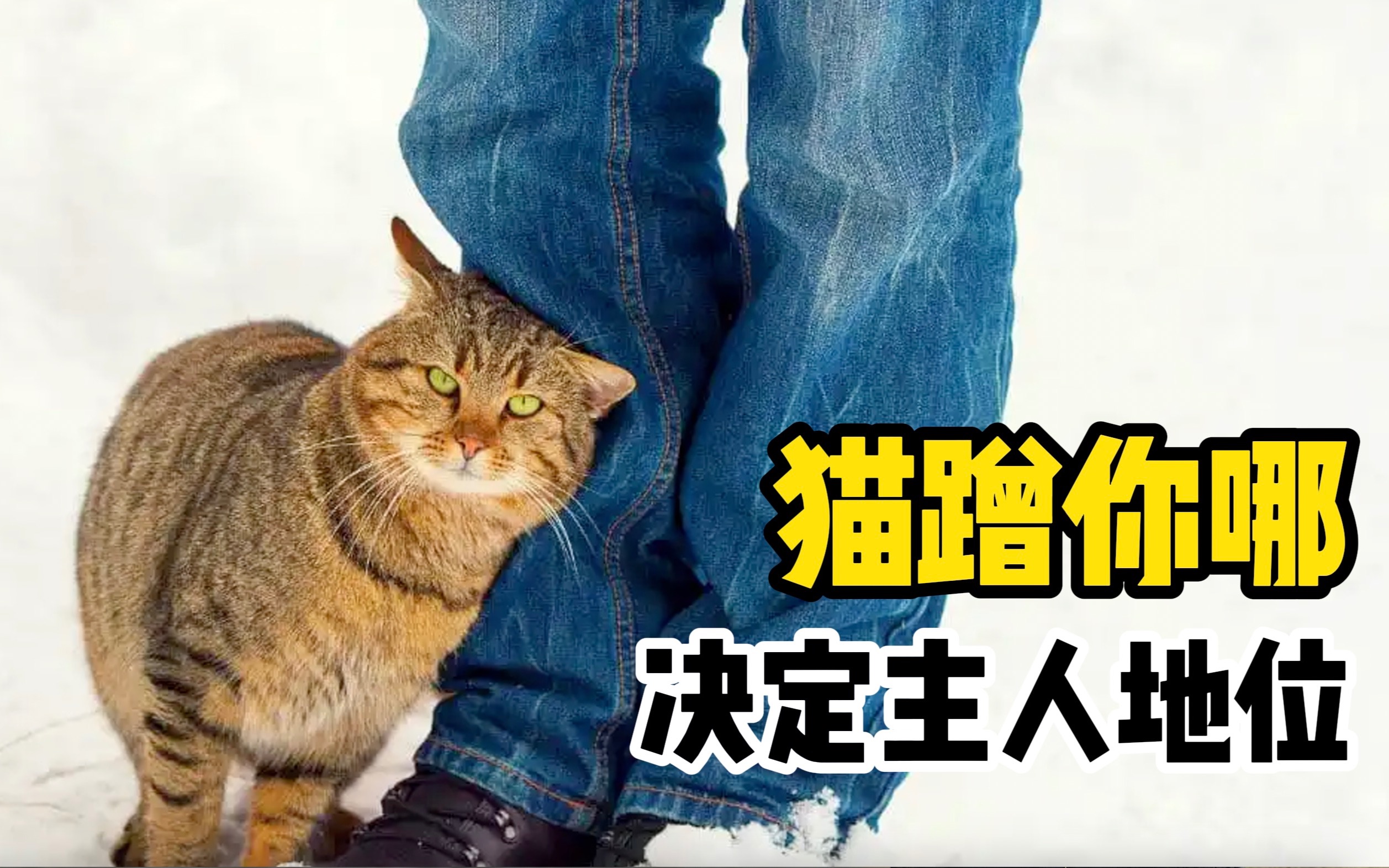 猫蹭你的位置,竟然可以看出你的地位高低!