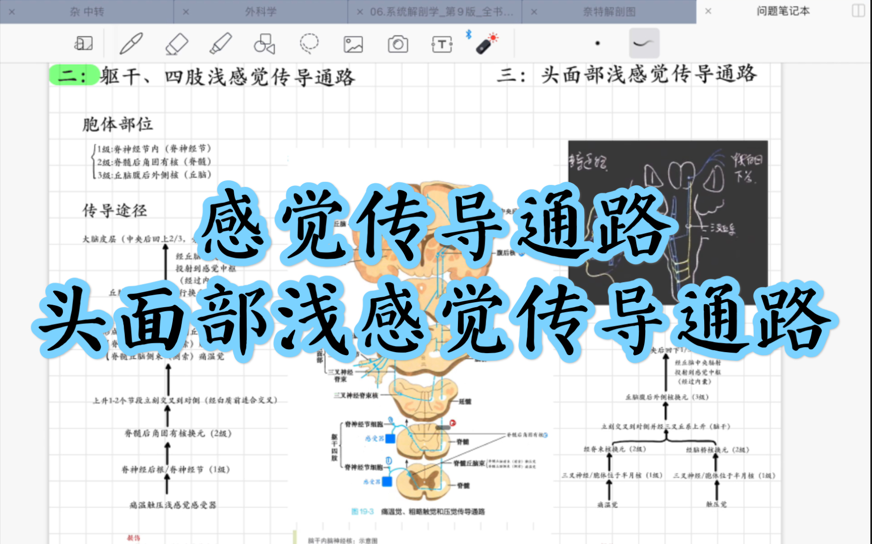 【学习日常】感觉传导通路头面部浅感觉传导通路哔哩哔哩bilibili