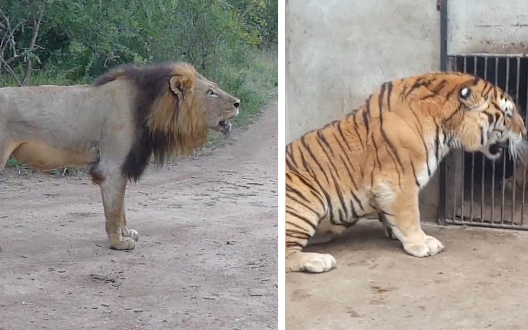 为什么老虎被公认是猫科必胜客?与生俱来的肌肉告诉你答案!