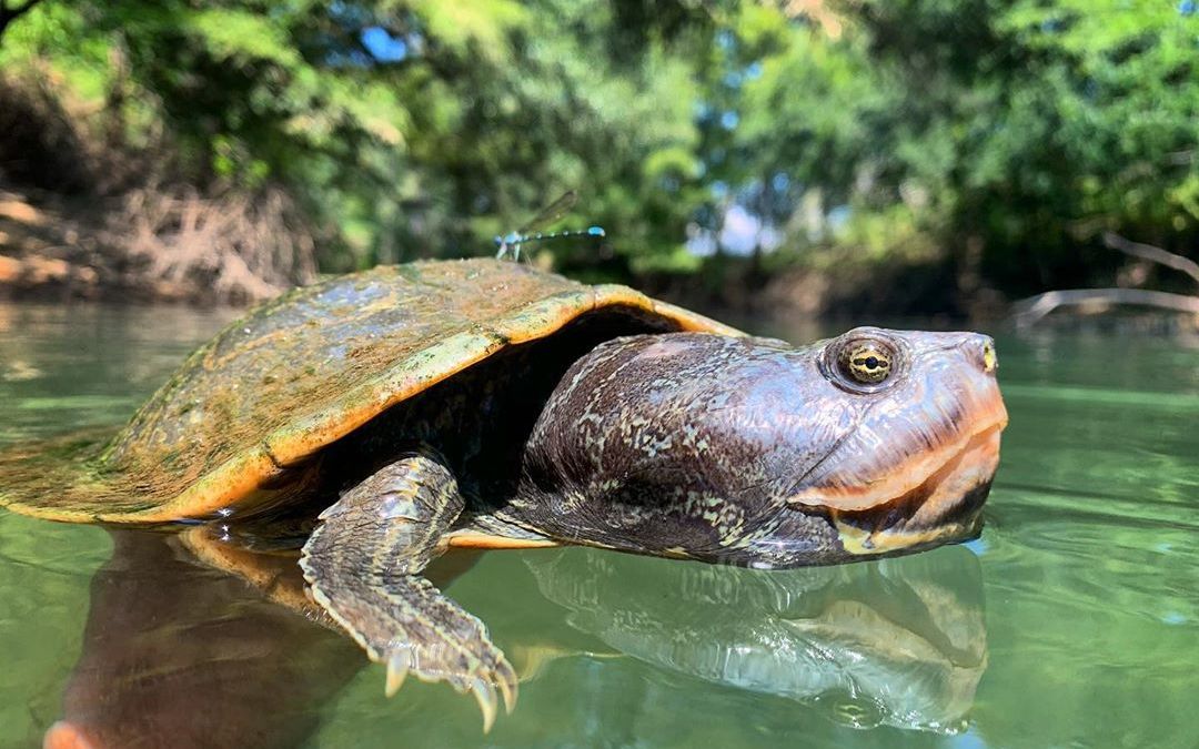 巴氏地图龟,蒙面龟王!【搬运】1080p
