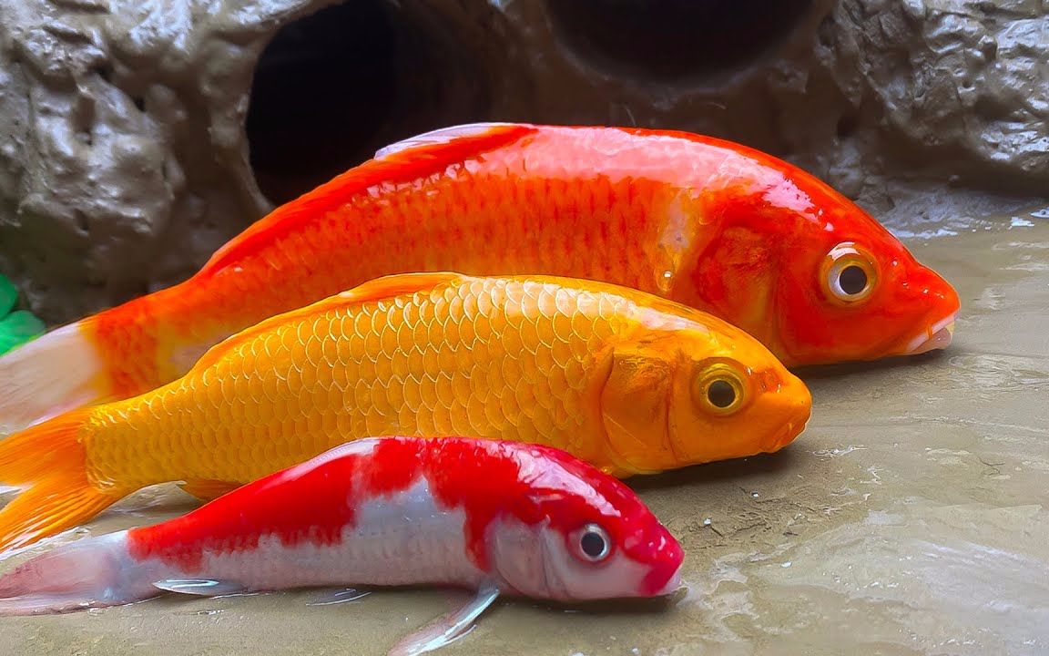 彩色锦鲤鱼狩猎巨型鳗鱼实验原始泥泞捕鱼