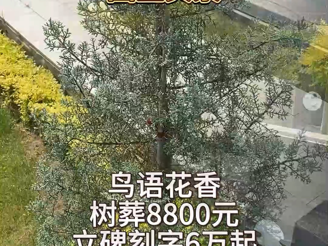 常州栖凤山福寿园,位于常州新北的公墓陵园,树葬8800元,立碑售价6万起,墓碑和环境都非常不错,大家觉得性价比如何哔哩哔哩bilibili