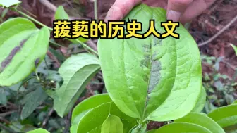 Descargar video: 荒野求生植物，号称对付湿气之王的金刚藤嫩芽真的好吃吗？