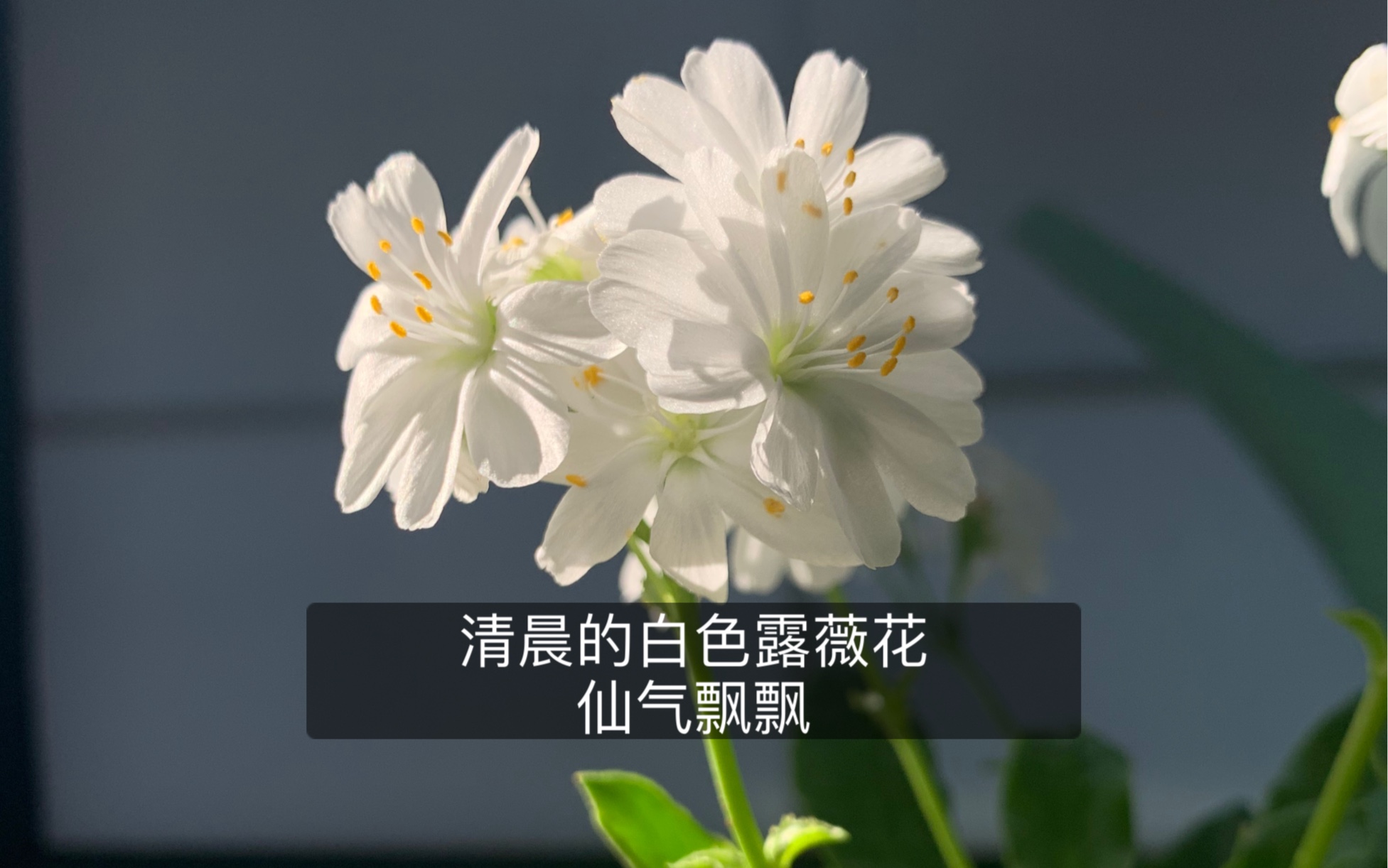 清晨的白色露薇花仙气飘飘