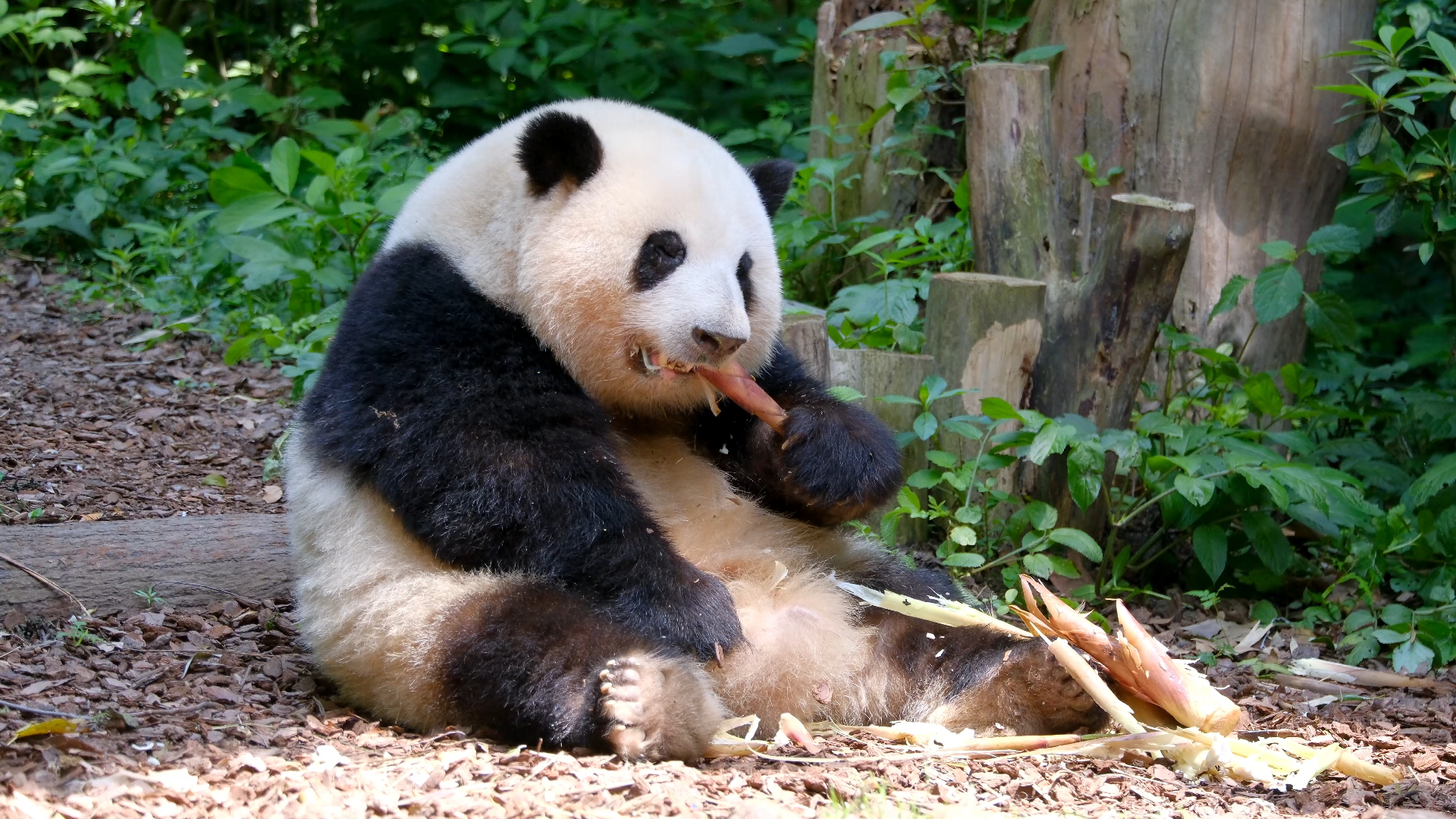 壁纸 大熊猫 动物 1920_1080