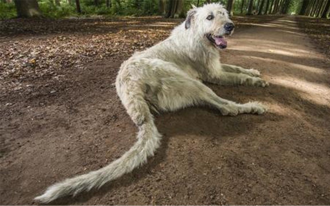 世界上尾巴最长的狗,被激怒时异常凶猛,成年人都不敢靠近