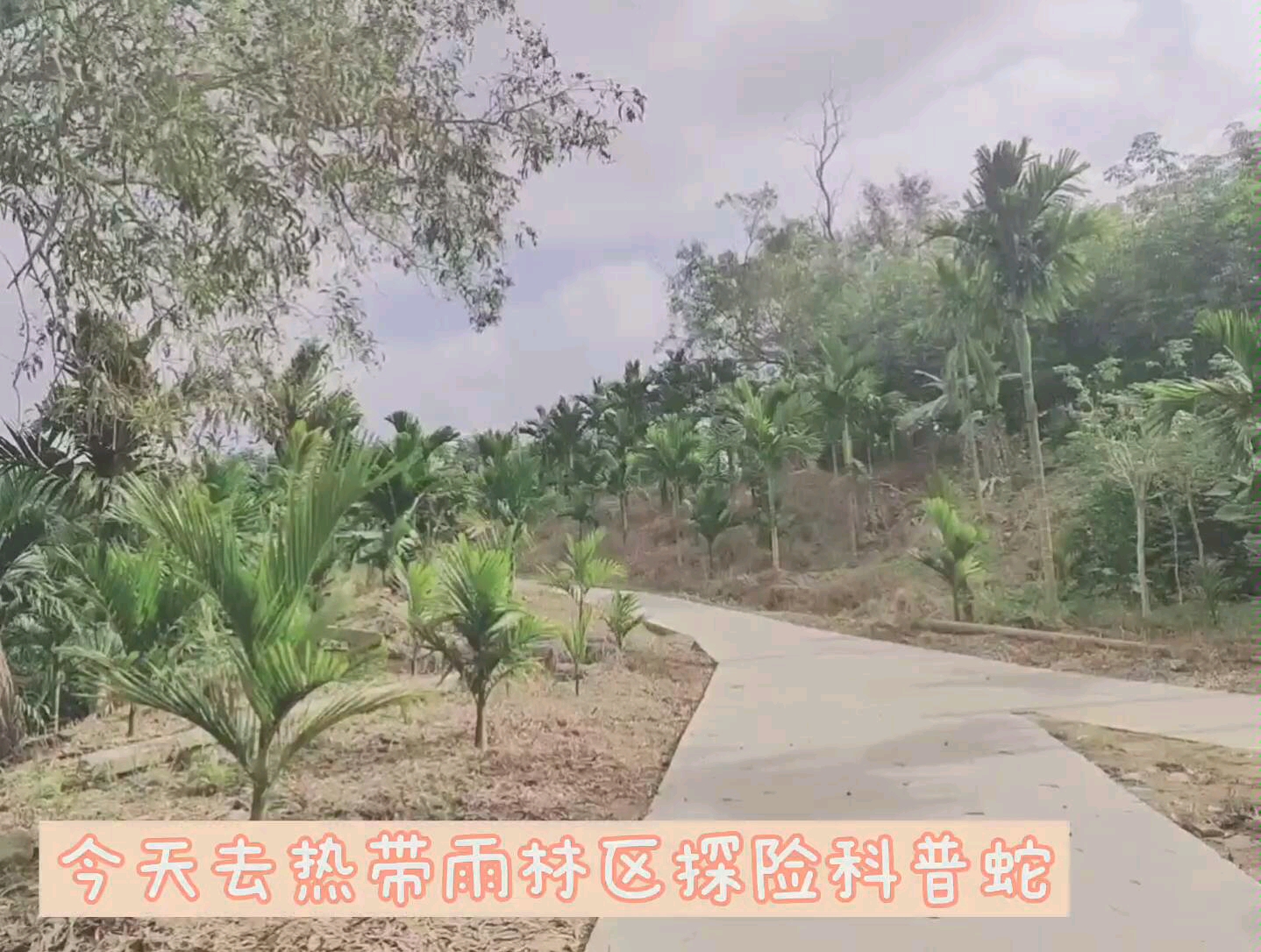 阿洁的vlog2019/12/3之热带雨林探险记哔哩哔哩bilibili