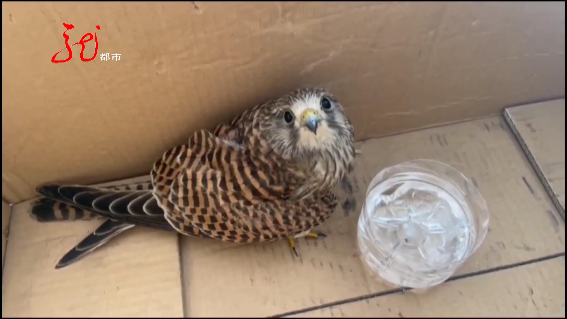 幼小红隼受伤无法飞行 热心市民伸援手得以救助