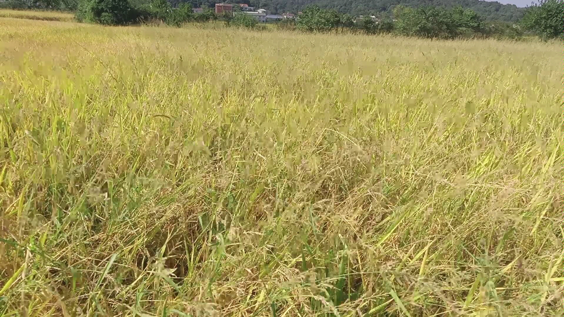 [图]风吹稻田～