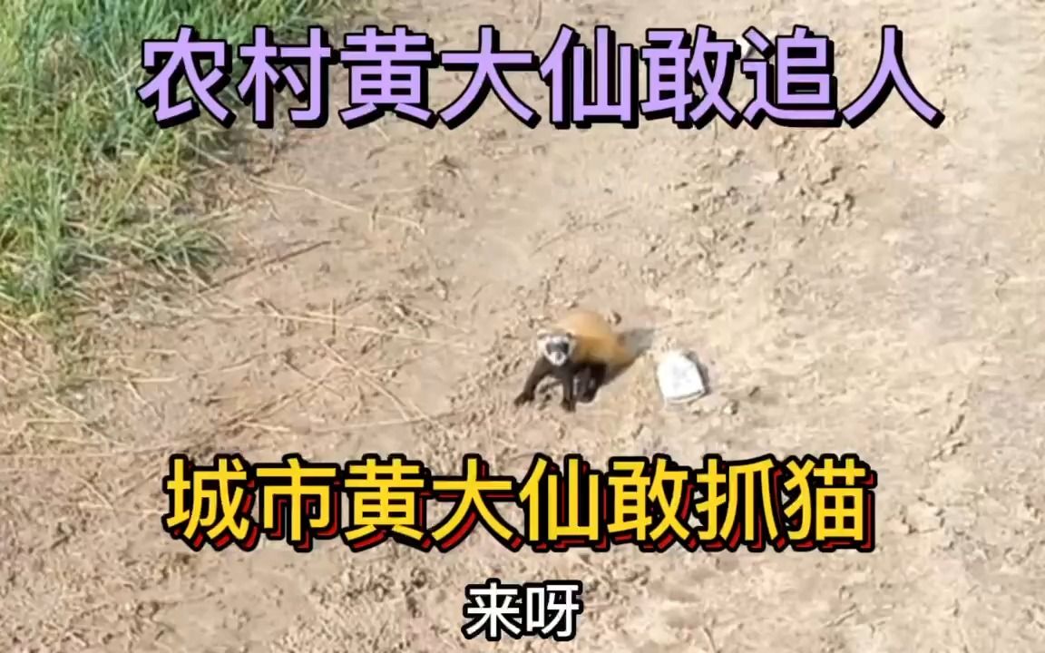 [图]黄大仙也太猖狂了吧