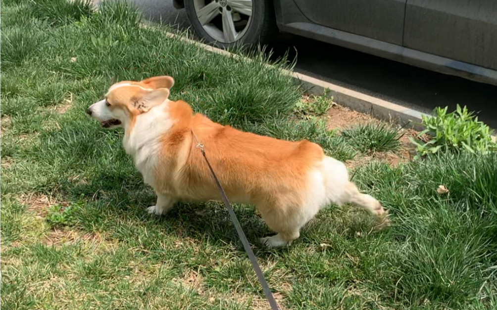 【柯基】日常遛狗 天津话叨叨又回来啦!