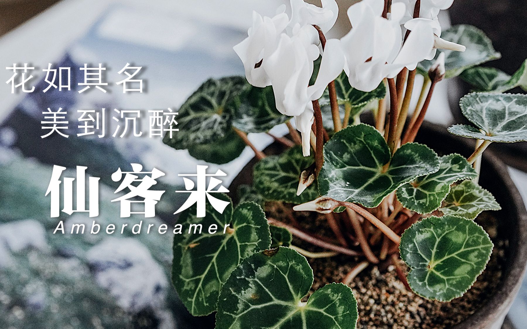 [图]【#15-Amber花园】花期跨越三季室内开花植物推荐|花如其名，美到沉醉的仙客来|养护知识全解析，带你看看植物的不同的阶段