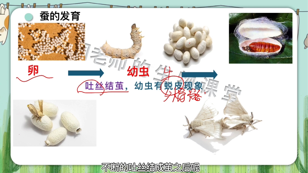 你们养的蚕吐丝了吗,有没有蚕宝宝破茧成蝶了呢? #初中生物 #蚕 #破茧成蝶哔哩哔哩bilibili