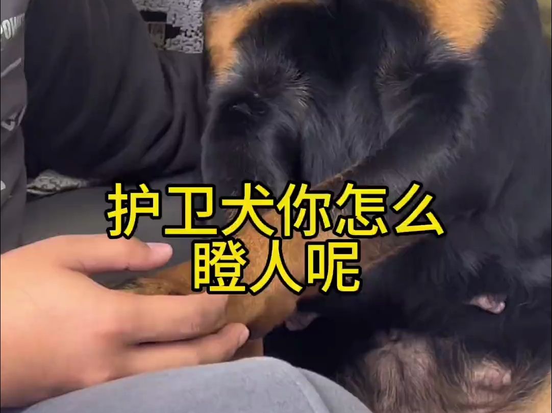 罗威纳护卫犬哔哩哔哩bilibili