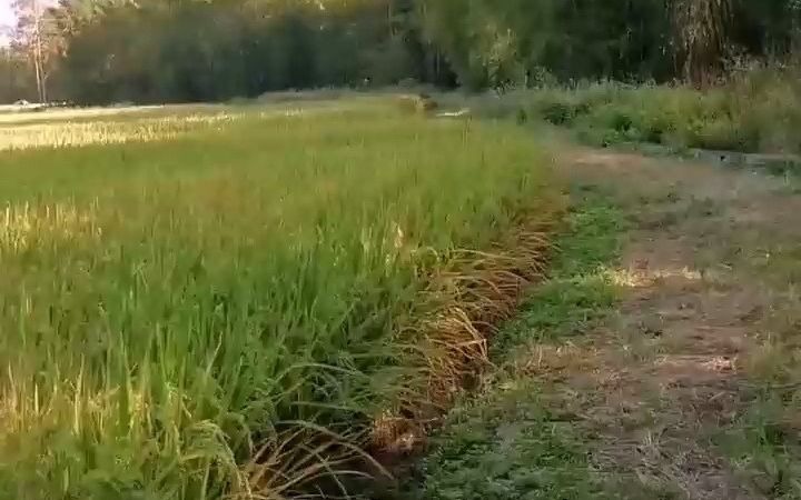 [图]治愈系风景 那青山和绿水，千年无恙 叹前世和今生