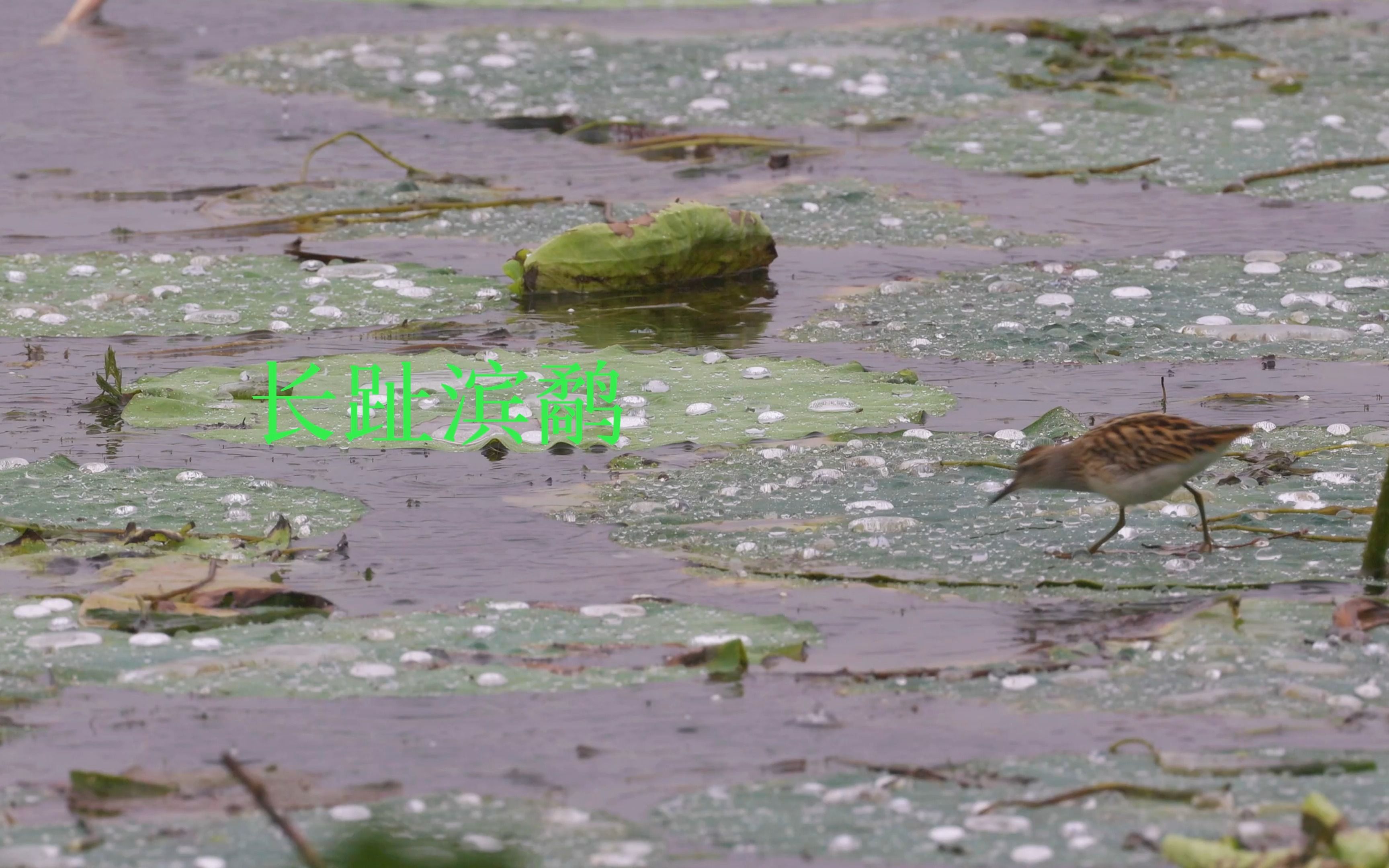 [图]长趾滨鹬 柳濑小镇 佳能R3 荷花6K60P 鸟4K120P