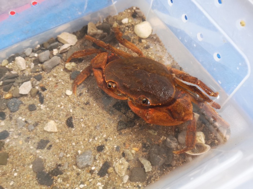 德阳市区龙溪蟹生境记录