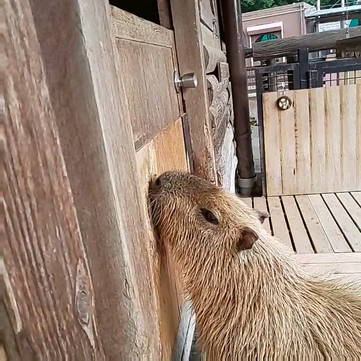 [图]肖申豚的救赎⁽⁽ଘ( ˙꒳˙ )ଓ⁾⁾