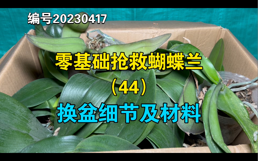 零基础抢救蝴蝶兰(44)蝴蝶兰换盆细节及材料介绍哔哩哔哩bilibili