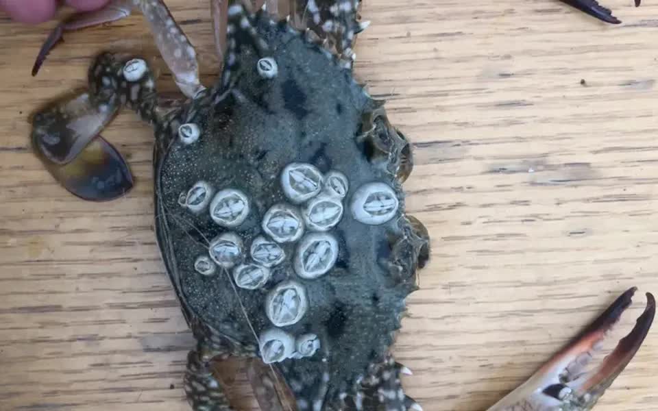 给螃蟹清理藤壶