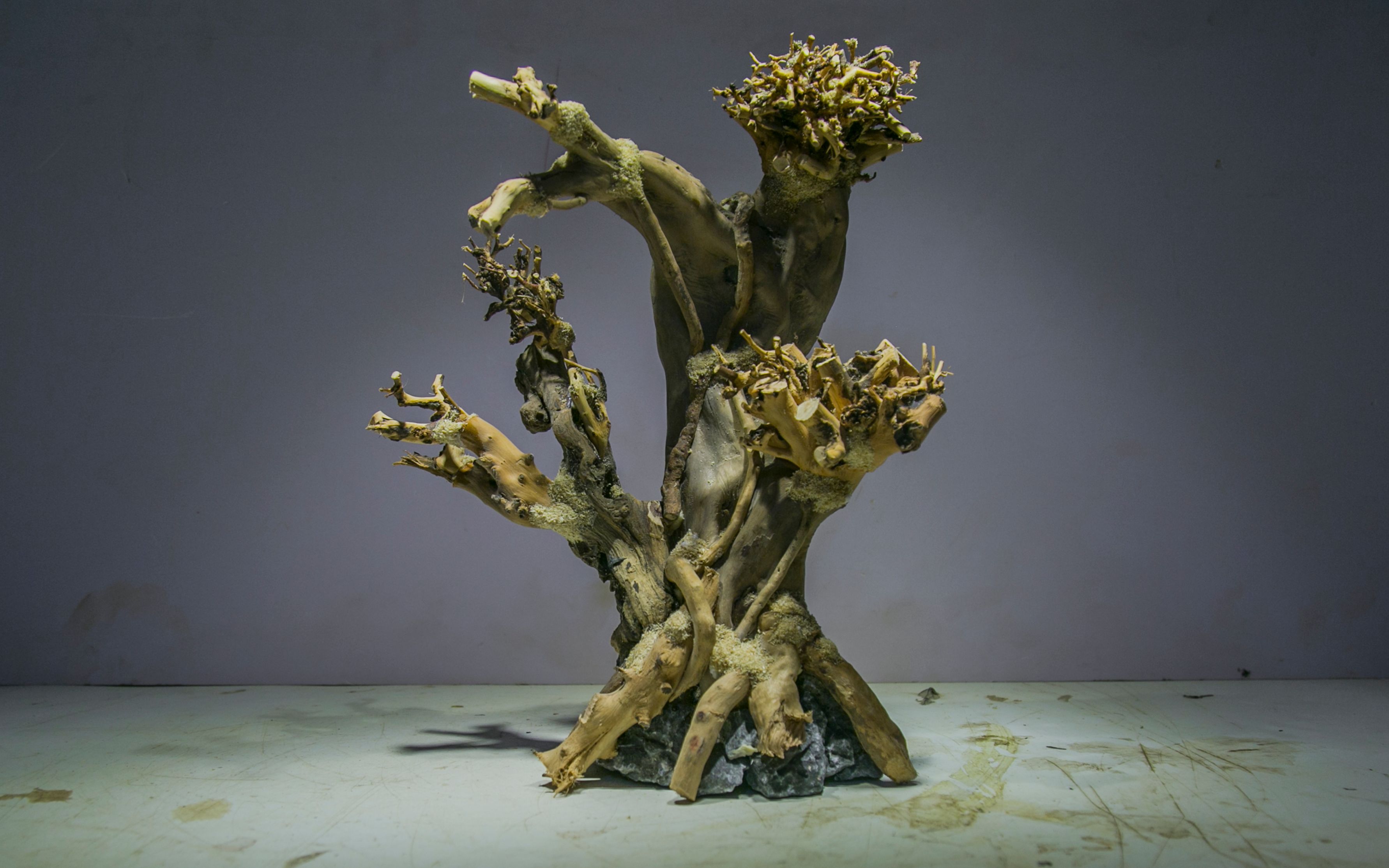 杜鹃根莫斯树草缸造景骨架_哔哩哔哩 (゜-゜)つロ 干杯~-bilibili