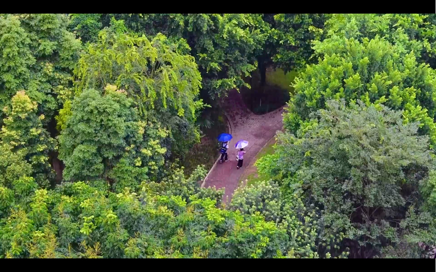 [图]雨滴轻落，琴音悠扬，愿时光缓缓流淌