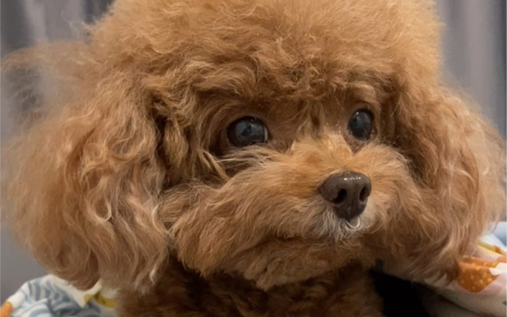 家有赖床老狗-安吉拉