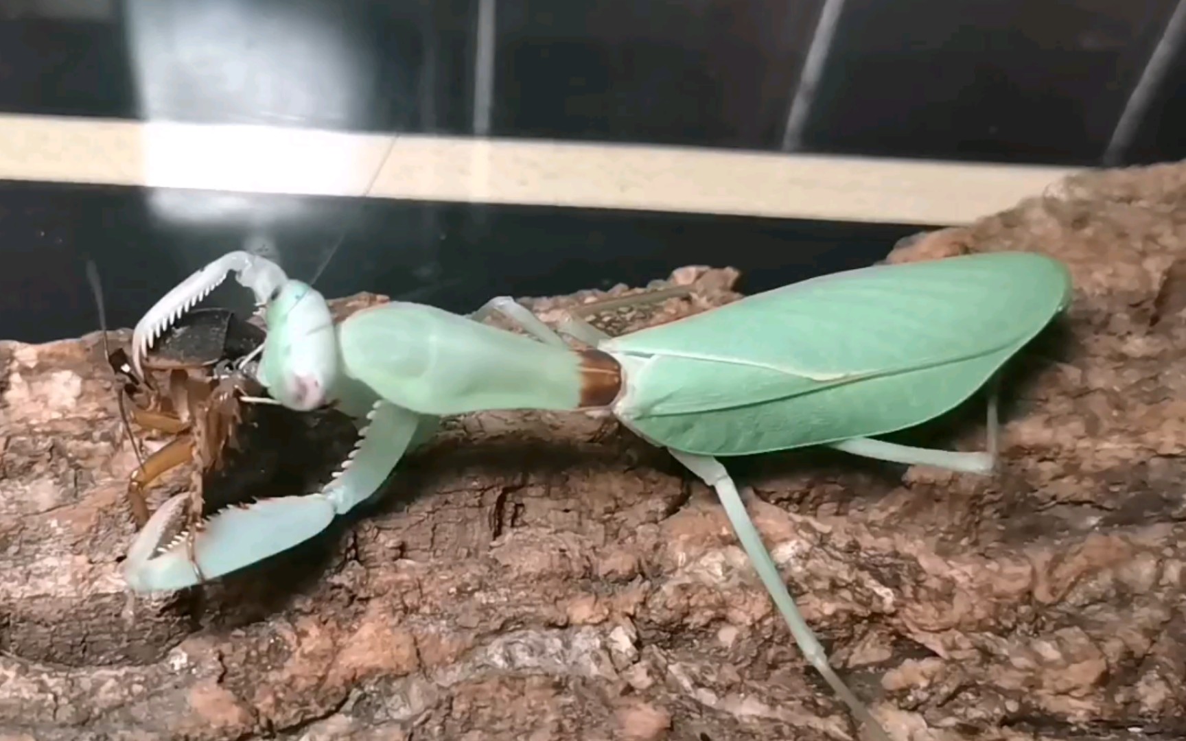 巨齿斧螳捕食杜比亚拟步甲and对峙眼斑螳