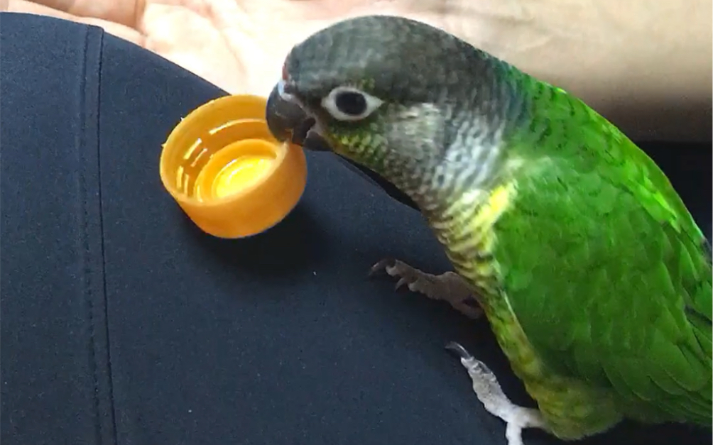 鹦鹉的舌头原来长这个样子