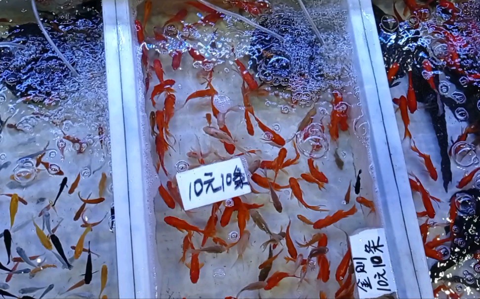 今年观赏鱼价格上涨了一倍,但这里观赏鱼批发市场,价格依然亲民_哔哩