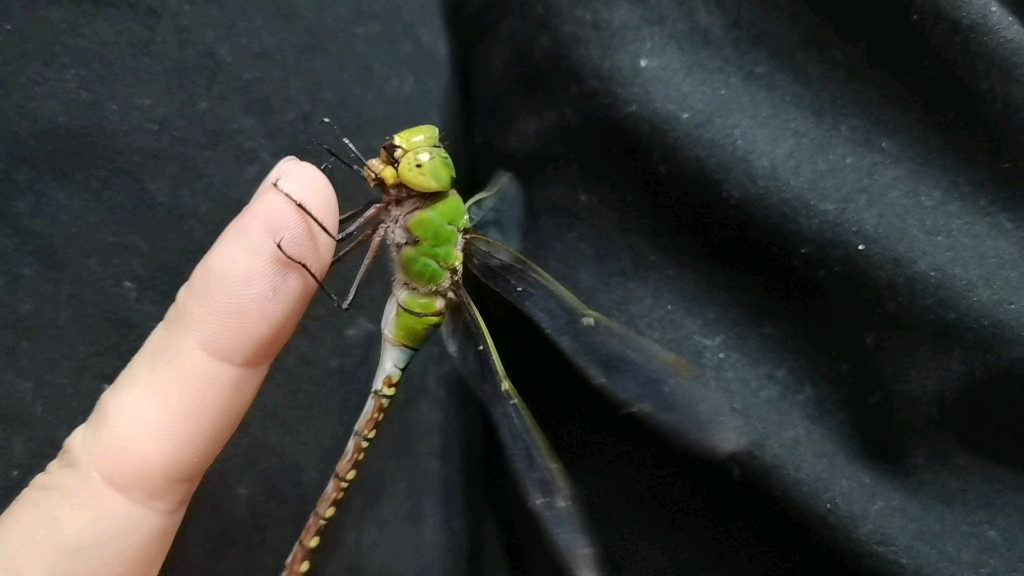 记录日常.喂养雌性斑伟蜓