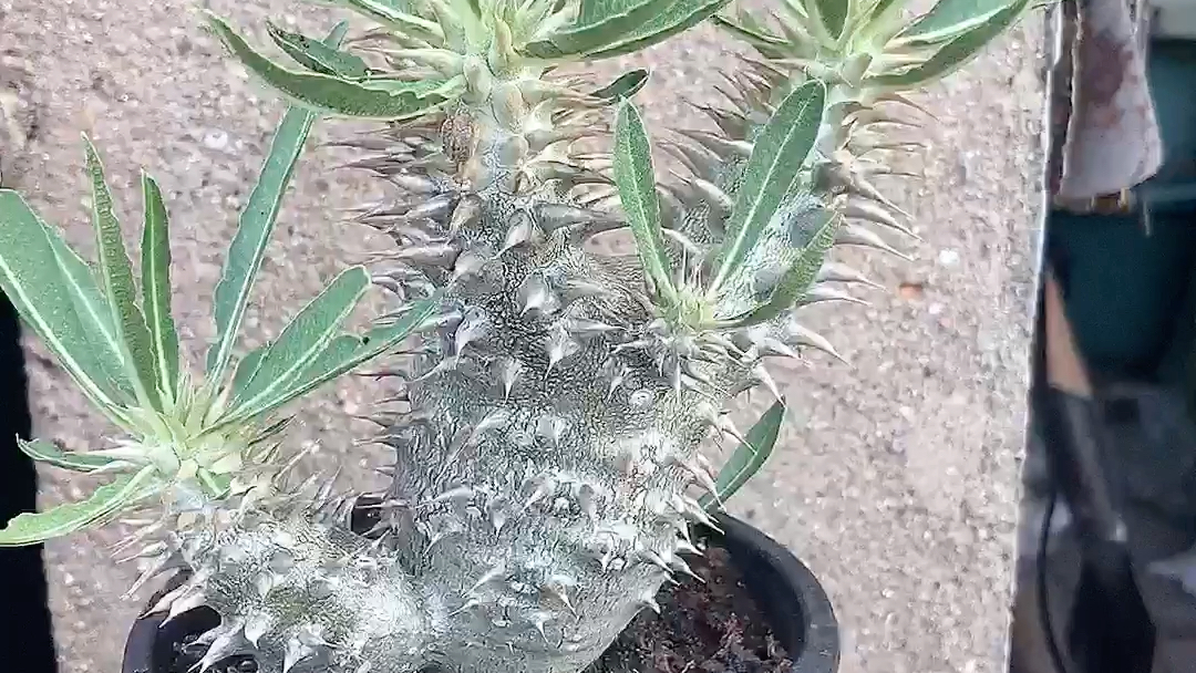 夹竹桃科棒槌属 筒蝶春 筒蝶青 阳台 实生块根 多肉园艺绿植盆栽 防