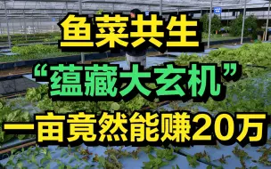 Download Video: 鱼菜共生大有玄机!成都男子一亩地能赚20万，年收入高达600万元!