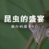 【央视】纪录频道CCTV-9《昆虫的盛宴》（8集全）