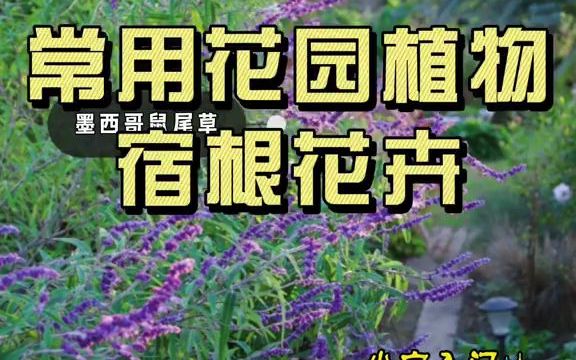 [图]【种植知识】花园里最美的背景花卉？你知道吗？