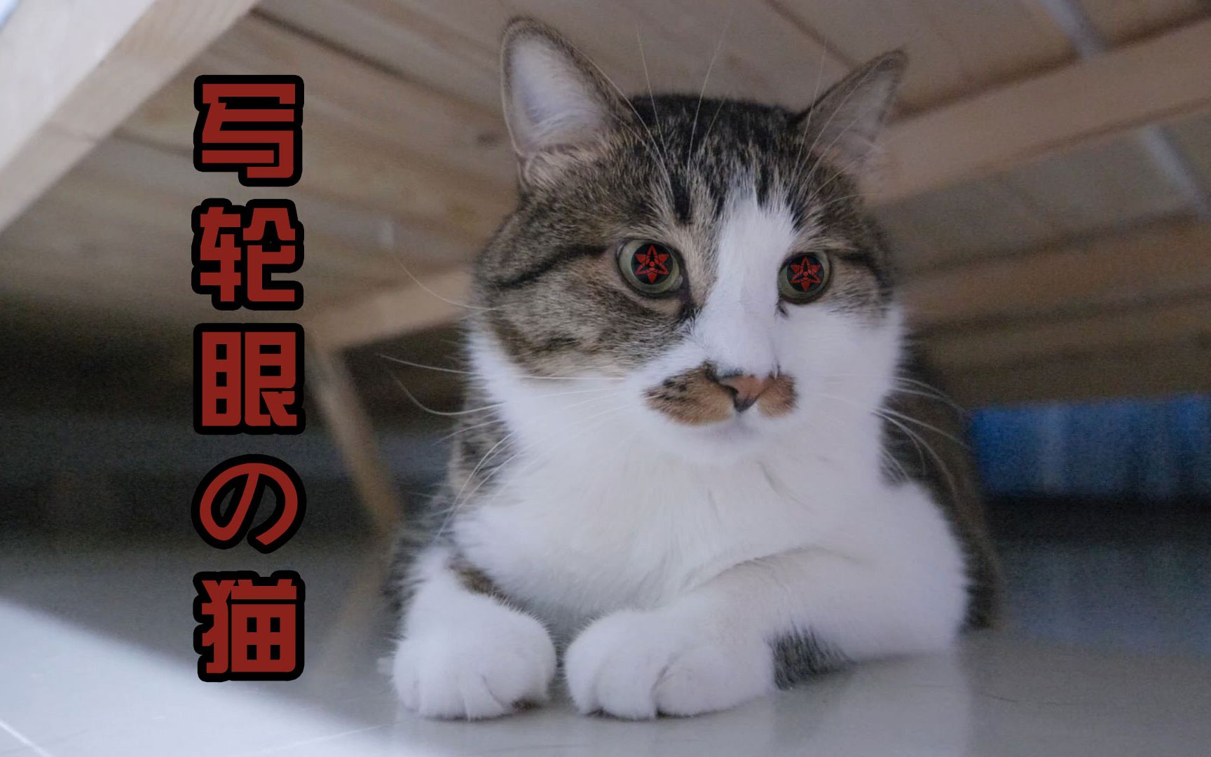 猫猫怒开万花筒写轮眼