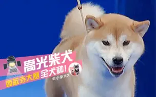 Download Video: 【柴犬】柴犬的高光时刻！2020年西敏寺(威斯敏斯特)全犬种大赛现场