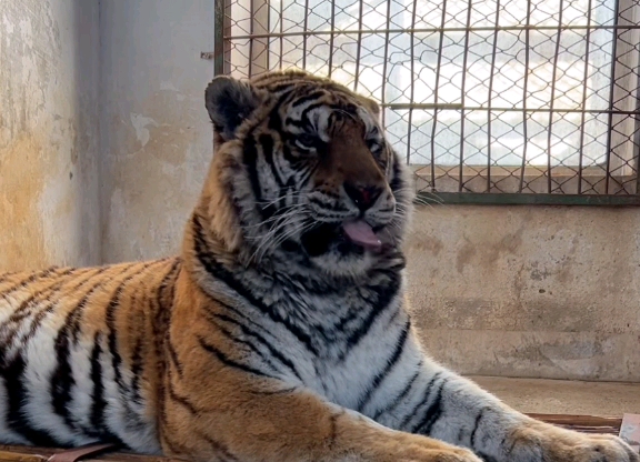 老虎卧着打哈欠,120度的大嘴好吓人