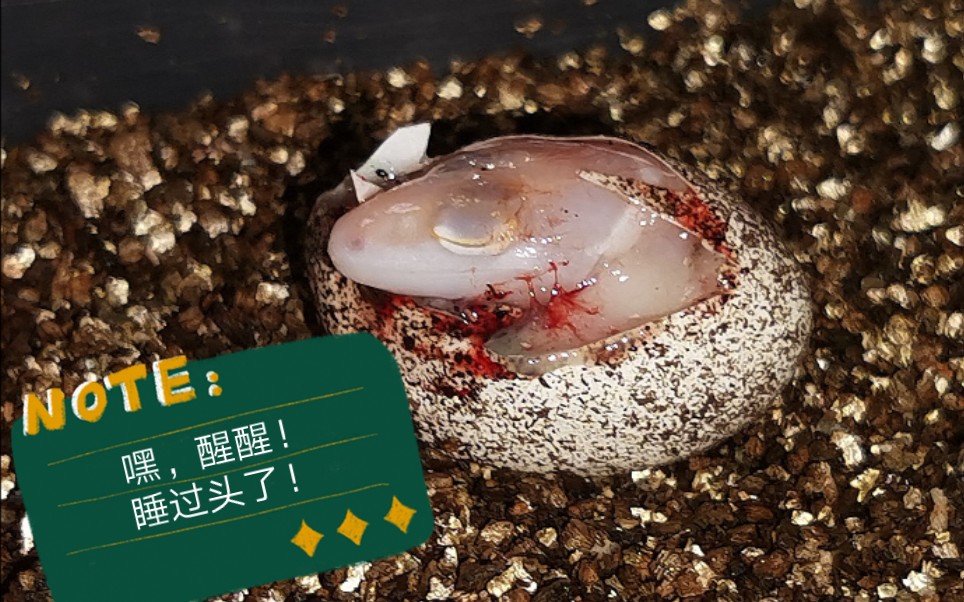 剪剪豹纹守宫的"过期蛋",看看有何收获