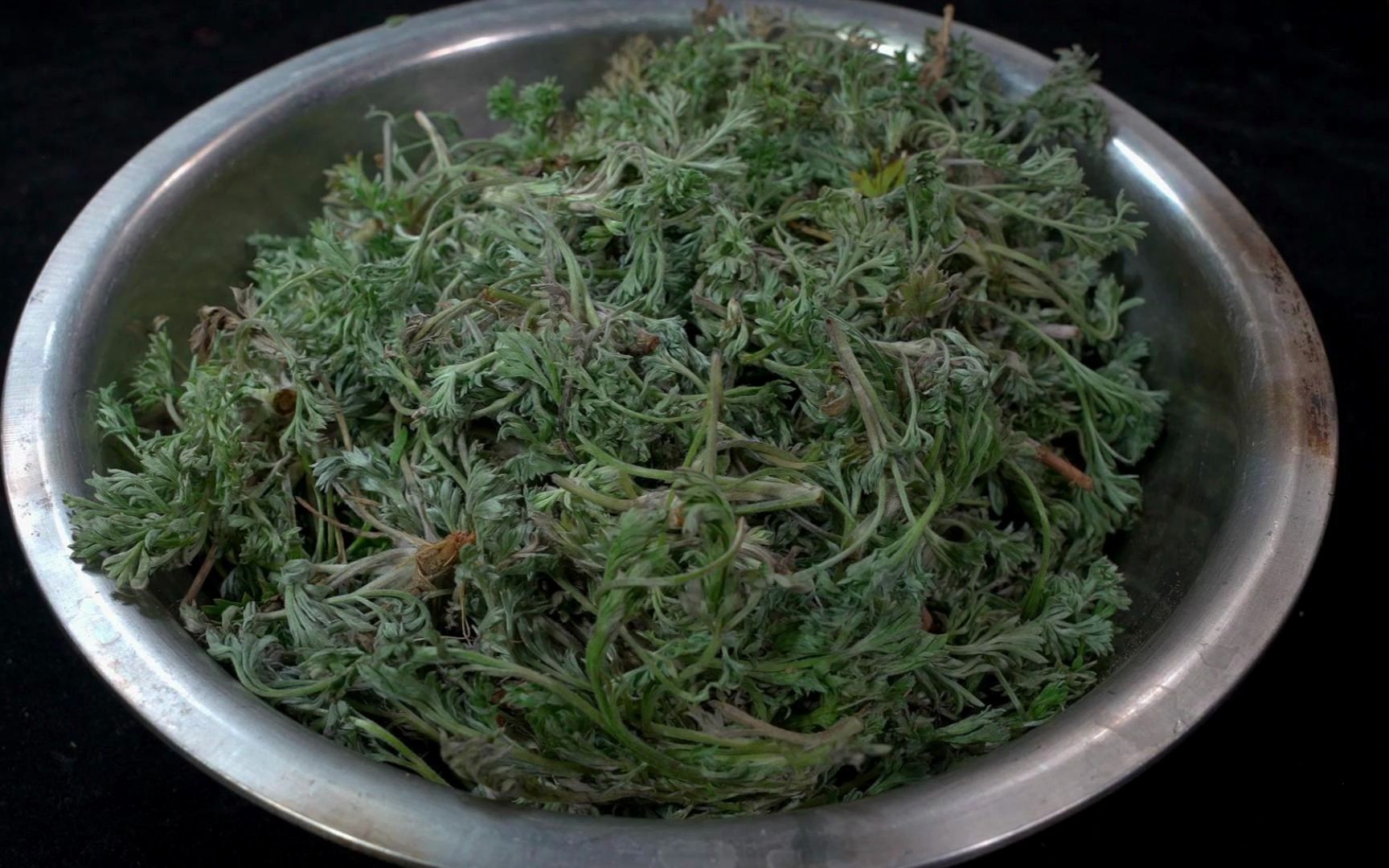 正月茵陈二月蒿,五月六月只能当柴烧,春天野菜白蒿美味好吃做法