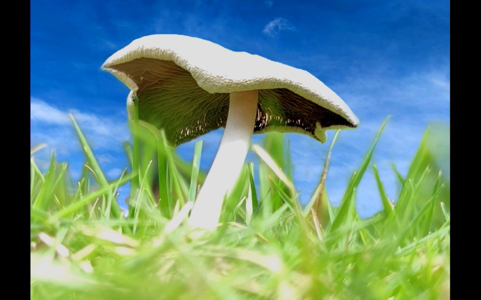 变蓝斑褶菇——摄于台山康桥温泉度假村